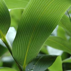 Bambú Sasa kurilensis